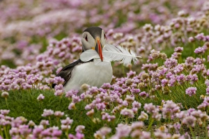 Images Dated 24th June 2014: Europe, Scotland, Shetland Islands. Atlantic puffin with feather in beak. Credit as