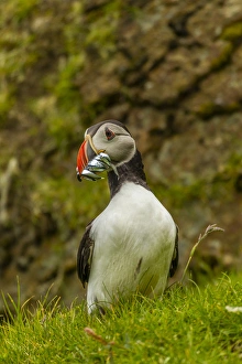 Shetland Islands Prints: Europe, Scotland, Shetland Islands. Atlantic puffin with beak full of fish. Credit as