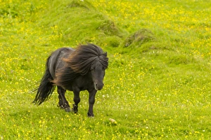 Images Dated 25th June 2014: Europe, Scotland, Shetland Islands. Shetland pony in field
