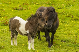 Europe, Scotland, Shetland Islands. Shetland pony mother and offspring. Credit as