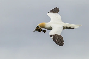 Images Dated 25th June 2014: Europe, Scotland, Shetland Islands. Flying gannet with nesting material. Credit as