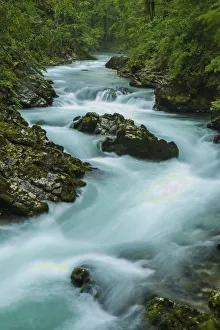 Europe, Slovenia, Bled. Radovna River in the Vintgar Gorge