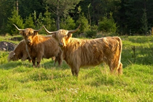Europe, Sweden