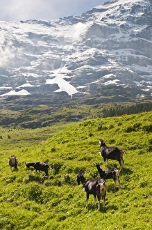 Images Dated 23rd June 2010: Europe, Switzerland
