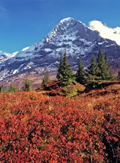 Ric Ergenbright Prints: Europe, Switzerland, Eiger. Vibrant red foliage colors the trail below the Eiger