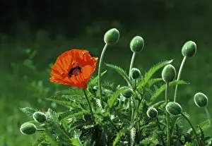 Zermatt Prints: Europe, Switzerland, Zermatt. Bees buzz around a bright red poppy in Zermatt, Switzerland