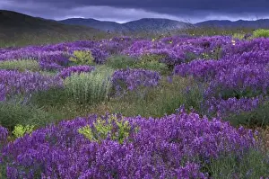 Cappadocia Prints: Europe, Turkey, Cappadocia. Rural landscape and wildflowers
