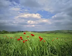 Grasse Prints: Europe, Tuscany, Poggiolo. Red poppies sway under a churning summer sky in Poggiolo