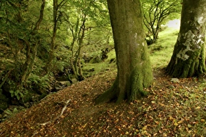Images Dated 23rd September 2005: Europe, Wales
