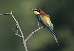 European Bee-eater, Merops apiaster, adult, Scrivia River, Italy, May