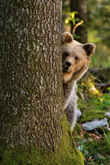 Ursus Arcto Prints: A European brown bear looks at the camera from behind a tree in Notranjska forest