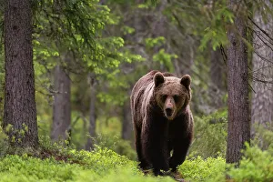 Finland Prints: A European brown bear, Ursus arctos, walking in the forest. Kuhmo, Oulu, Finland