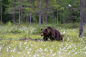 Carnivora Prints: A European brown bear, Ursus arctos