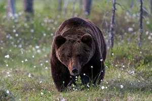 Finland Prints: A European brown bear, Ursus arctos