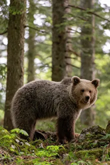 Ursus Arcto Prints: A European brown bear, Ursus arctos