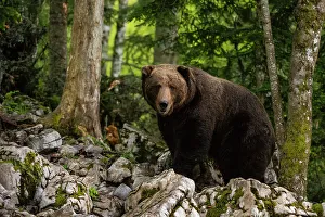Ursus Arcto Prints: A European brown bear, Ursus arctos