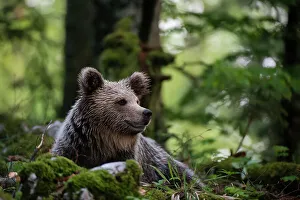 Relaxation Prints: A European brown bear, Ursus arctos