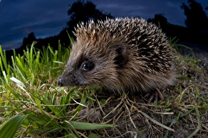 Andres Morya Prints: European Hedgehog (Erinaceus europaeus), Europe