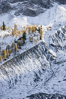 European Larch (Larix decidua), tree line at app 2350m, growing on the lateral morain