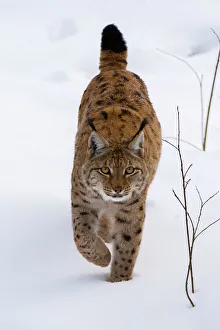 Looking At Camera Prints: A European lynx, on the move in Bavarian Forest National Park. Germany