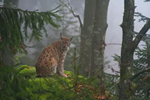 Lynx Prints: A European lynx, sitting on a mossy boulder in a foggy forest