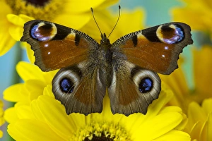 Images Dated 2nd November 2014: The European Peacock Butterfly, Inachis io