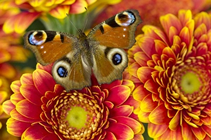 Images Dated 2nd November 2014: The European Peacock Butterfly, Inachis io