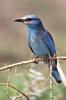 Roller Prints: European Roller, Coracias garrulus, Tanzania Africa 2005