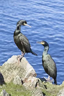 Images Dated 25th June 2015: European Shag or Common Shag (Phalacrocorax aristotelis) on the Shetland Islands in Scotland
