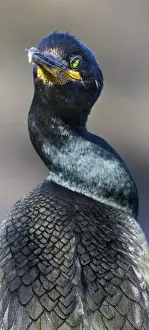 Neck Prints: European Shag or Common Shag (Phalacrocorax aristotelis) on the Shetland Islands in Scotland