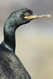 Images Dated 25th June 2015: European Shag or Common Shag (Phalacrocorax aristotelis) on the Shetland Islands in Scotland