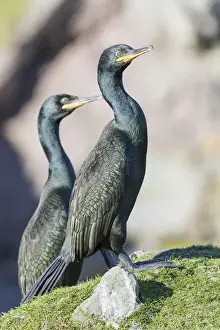 Images Dated 25th June 2015: European Shag or Common Shag (Phalacrocorax aristotelis) on the Shetland Islands in Scotland