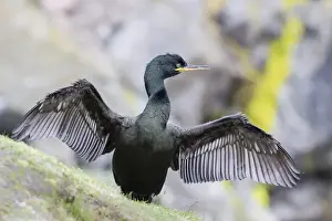 European Shag or Common Shag (Phalacrocorax aristotelis) on the Shetland Islands in Scotland