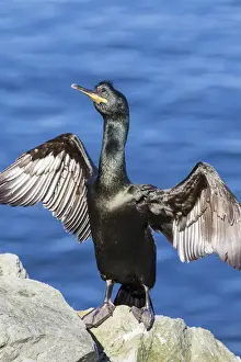 European Shag or Common Shag (Phalacrocorax aristotelis) on the Shetland Islands in Scotland
