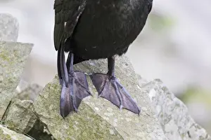 Images Dated 25th June 2015: European Shag or Common Shag (Phalacrocorax aristotelis) on the Shetland Islands in Scotland