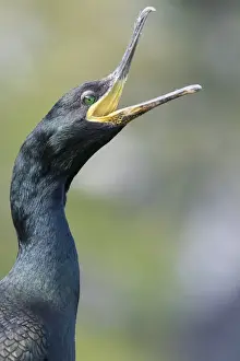 Images Dated 23rd June 2015: European Shag or Common Shag (Phalacrocorax aristotelis) on the Shetland Islands in Scotland