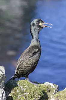 Images Dated 25th June 2015: European Shag or Common Shag (Phalacrocorax aristotelis) on the Shetland Islands in Scotland