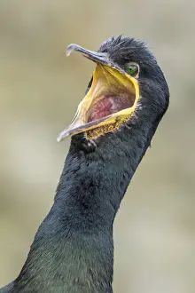 Images Dated 25th June 2015: European Shag or Common Shag (Phalacrocorax aristotelis) on the Shetland Islands in Scotland