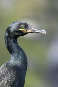 Images Dated 23rd June 2015: European Shag or Common Shag (Phalacrocorax aristotelis) on the Shetland Islands in Scotland
