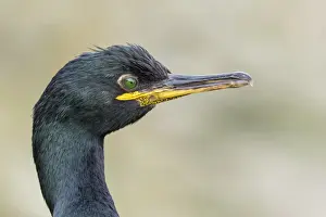 Images Dated 25th June 2015: European Shag or Common Shag (Phalacrocorax aristotelis) on the Shetland Islands in Scotland