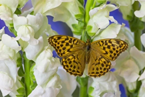 Wings Prints: European Silver-washed fritillary Butterfly, Argynnis paphia butleri on Snapdragon Flower