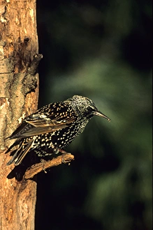 Speckled Prints: European Starling (Sturnus vulgaris), Marion Co. IL