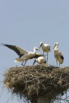 European Stork, mother and Chicks in the nest on the top of the chimney