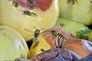 Images Dated 31st August 2011: European wasps in flight (Vespula germanica), Switzerland Insects in Flight, High