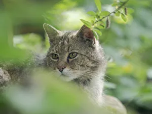 European wildcat (Felis silvestris silvestris) in Wildkatzendorf Huetscheroda