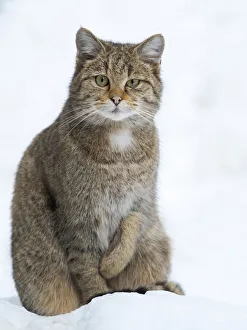 Predatory Prints: European wildcat (Felis silvestris silvestris) during winter in deep snow in National