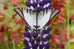 Eurytides Prints: Eurytides agesilaus autosilaus butterfly on lupine, Bandon, Oregon