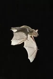 Images Dated 8th June 2006: Evening Bat, Nycticeius humeralis, adult in flight leaving Day roost in tree hole