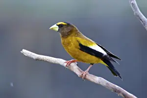 The evening grosbeak (Hesperiphona vespertina) is a passerine bird in the finch family