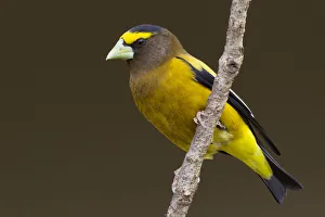 Images Dated 21st May 2012: Evening Grosbeck